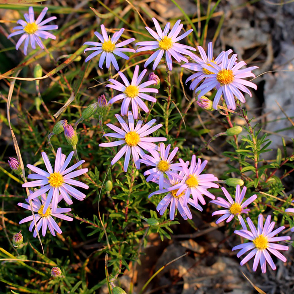 aster family plant clingy seeds Asters — Flax-leaved stiff aster (Ionactis linariifolia) Seeds