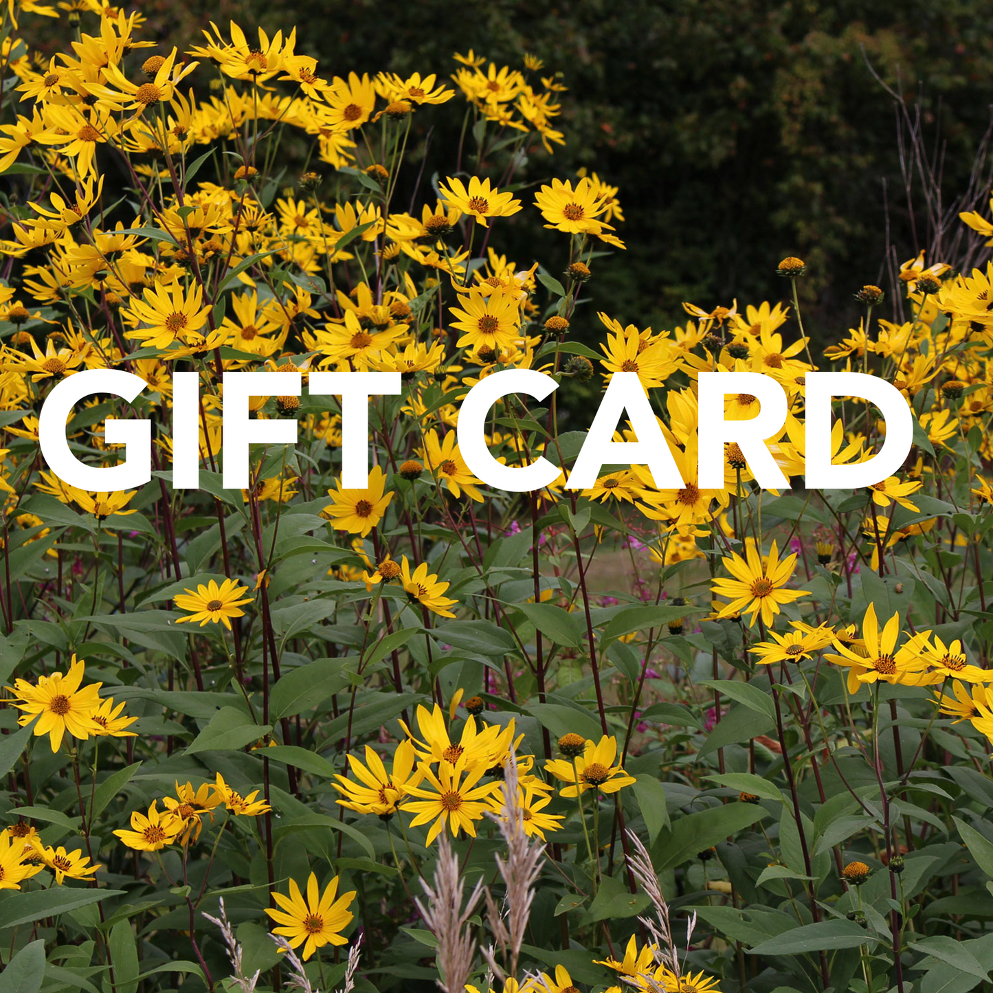 WSP E-Gift Card