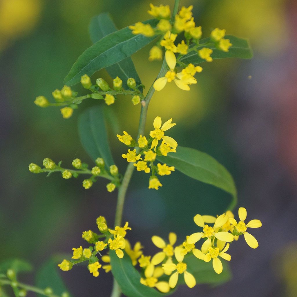 Goldenrods — Blue-stem goldenrod (Solidago caesia) Plants