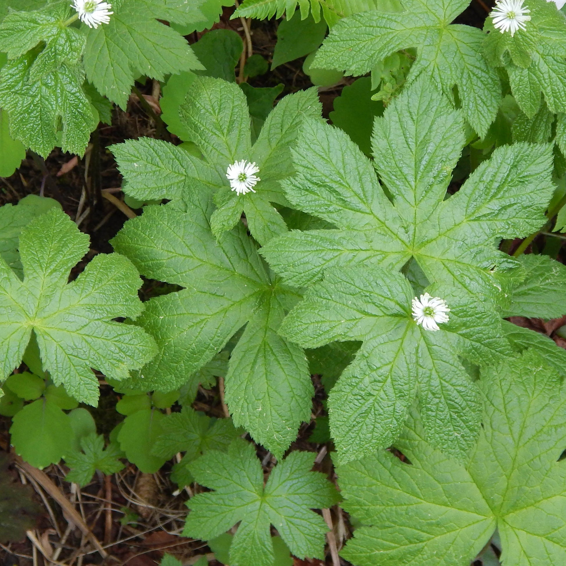 Goldenseal (Hydrastis canadensis) Valuable medicinal herb that is nearly extirpated in the wild because of overharvesting for its golden roots.