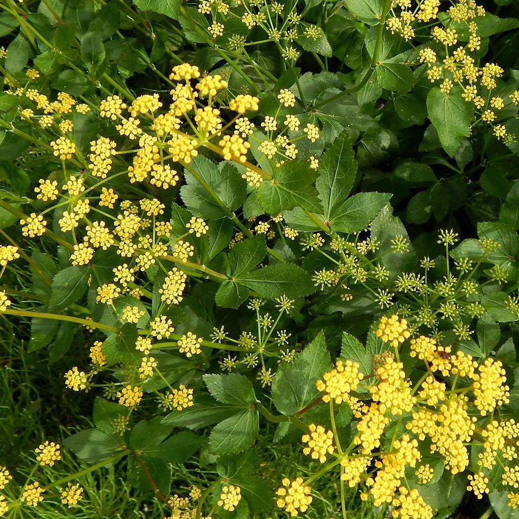 Alexanders — Heart-leaved Alexander (Zizia aptera) Plants