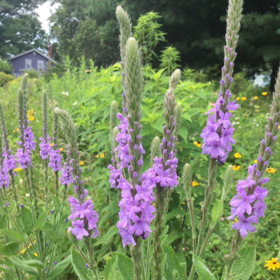 vervain plant seeds Vervains – Hoary vervain (Verbena stricta) Seeds