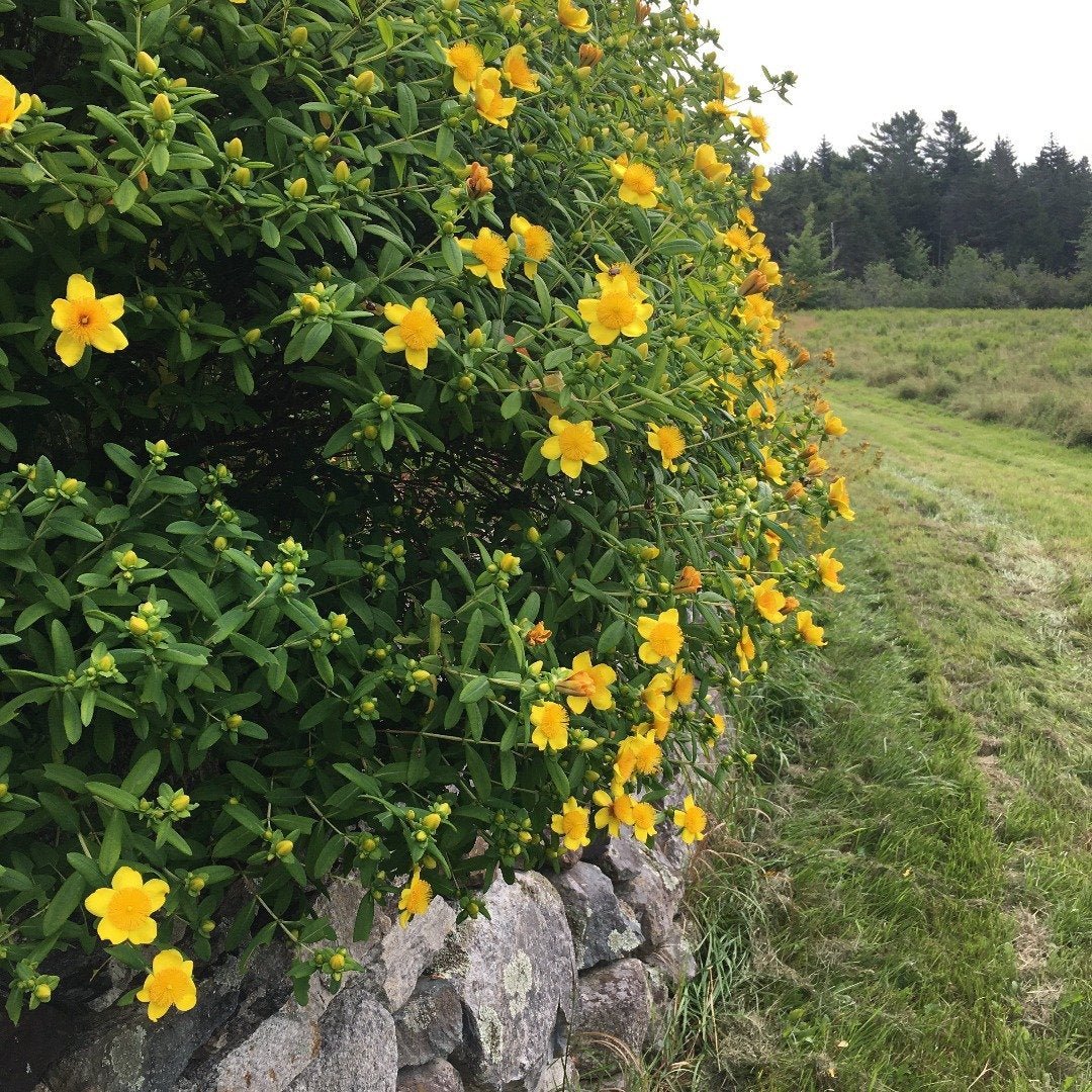 st john's wort plant seeds Shrubby St. John’s wort (Hypericum prolificum) Seeds