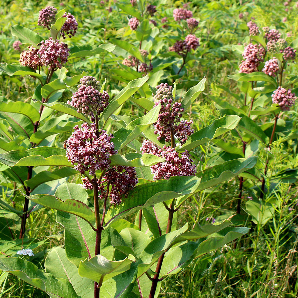 where to buy milkweed plants or seeds Milkweeds — Common milkweed (Asclepias syriaca) Seeds