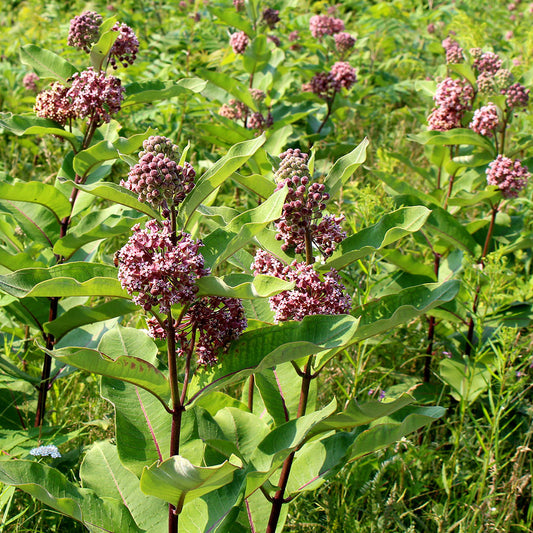 Common milkweed (Asclepias syriaca)