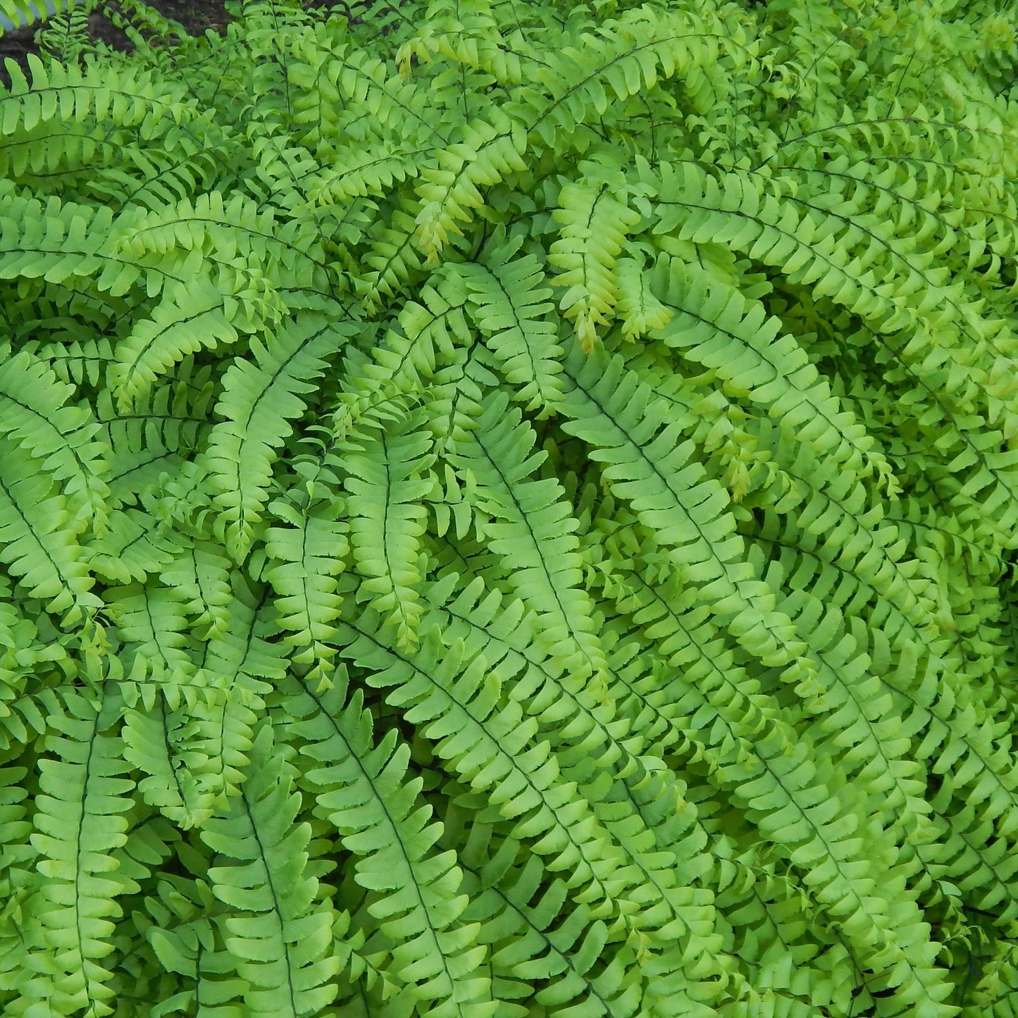 Northern maidenhair fern (Adiantum pedatum) Delicate emerald green fronds with black stems make this distinctive fern an excellent addition to a shady landscape.