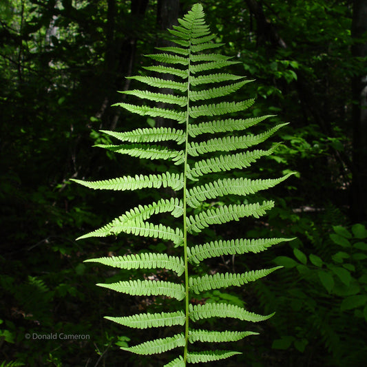 Northern lady fern (Athyrium felix-femina) Delicate green fern fronds unfurl into a vase shaped specimen. Fast-growing by creeping stems.