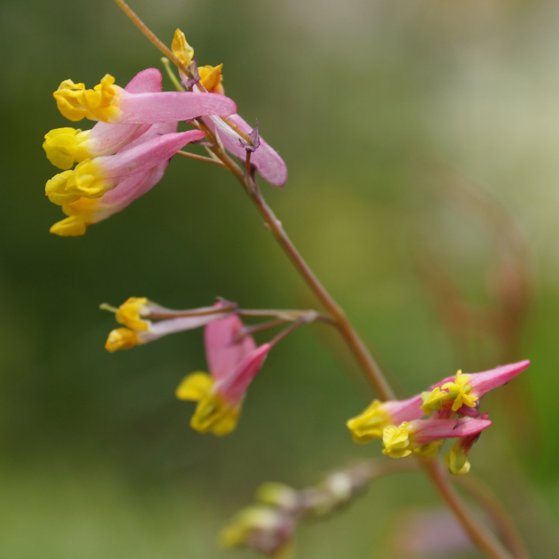 Pink-corydalis