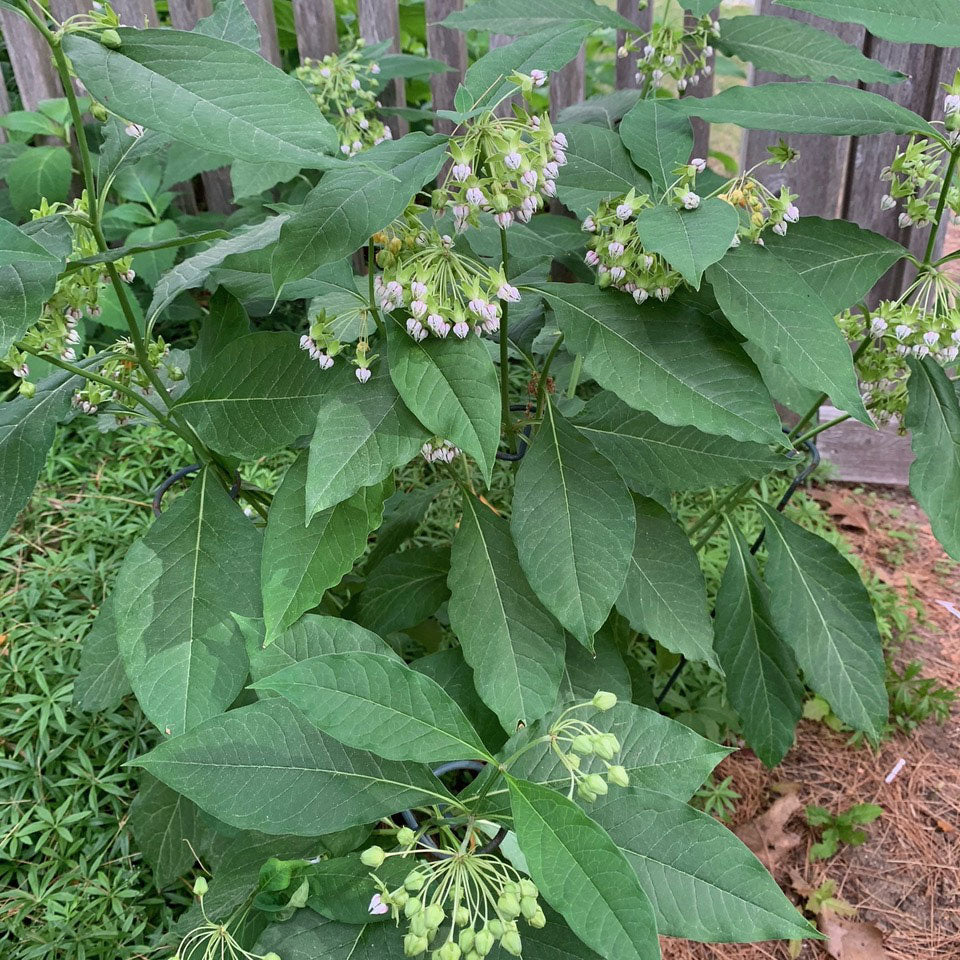 Poke milkweed (Asclepias exaltata)