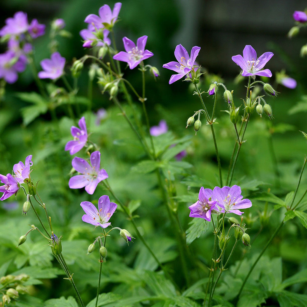 Spotted crane's-bill (Geranium maculatum)