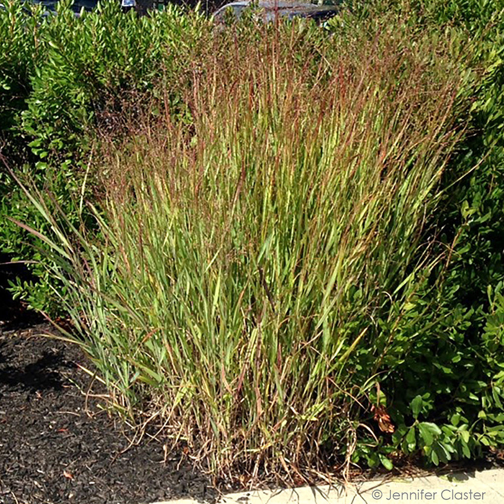 Switch panicgrass (Panicum virgatum)