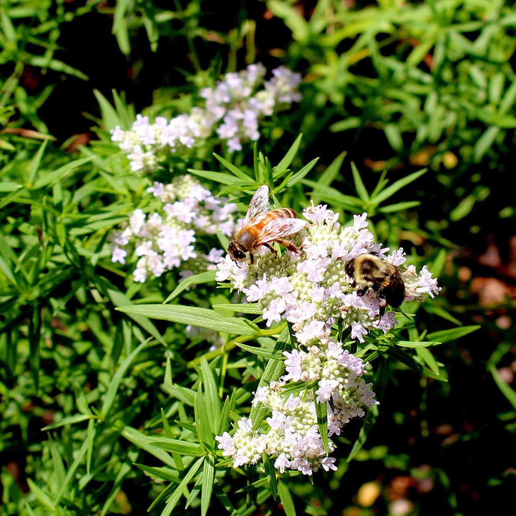 Mountain-mints — Virginia mountain-mint (Pycnanthemum virginianum) Plants