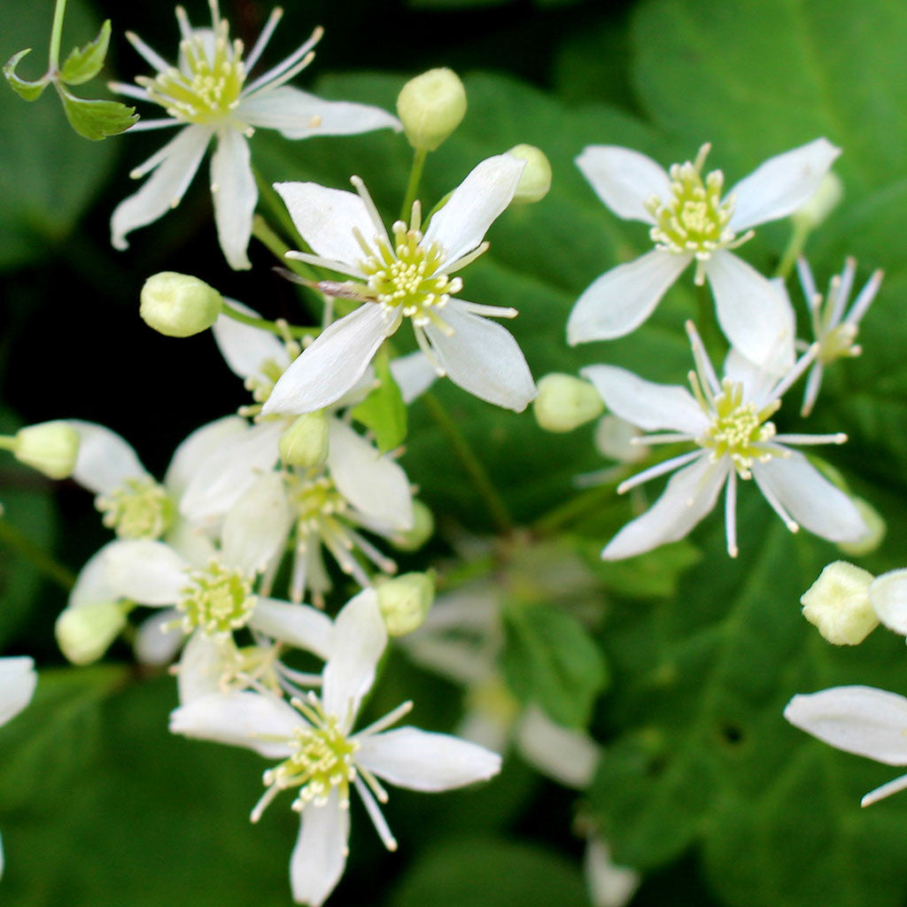 clematis flower seeds Virgin's-bower clematis (Clematis virginiana) Seeds