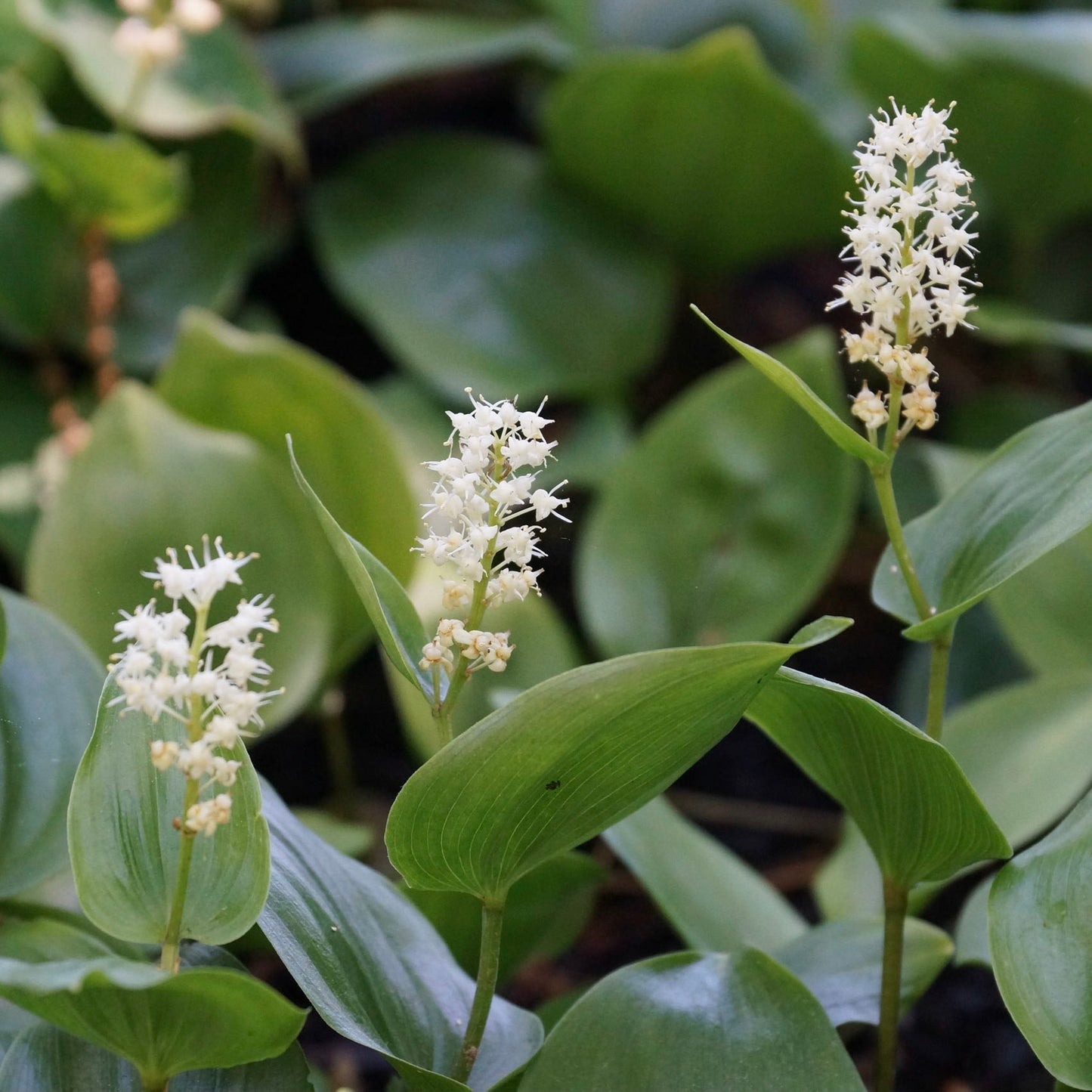 Canada mayflower (Maianthemum canadense) Plants
