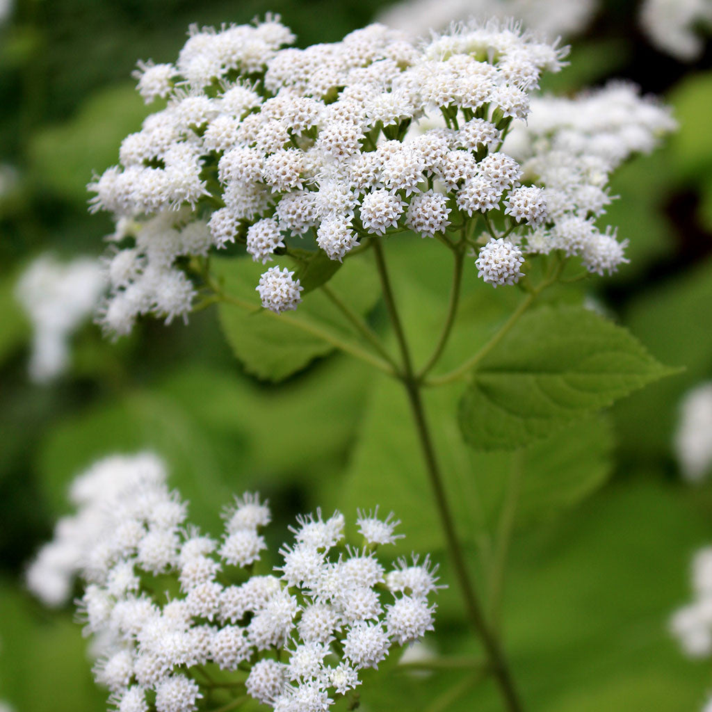 ageratina altissima uses White snakeroot (Ageratina altissima) Seeds
