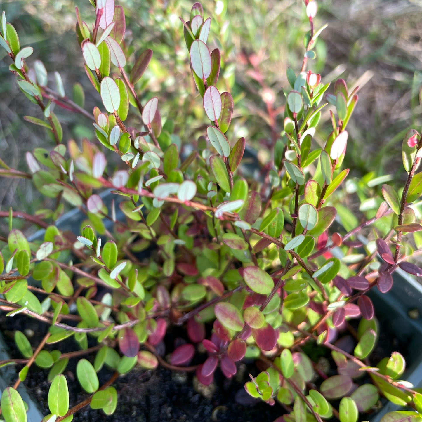 Large cranberry (Vaccinium macrocarpon) Plants