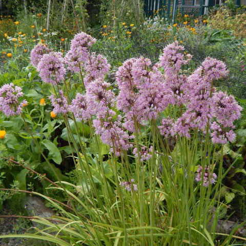 onion seed flower Nodding onion (Allium cernuum) Seeds