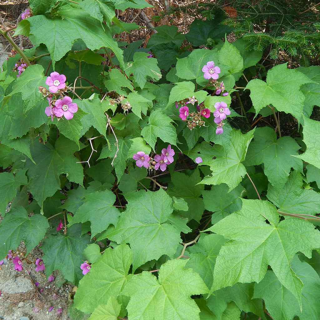 Flowering raspberry (Rubus odoratus)