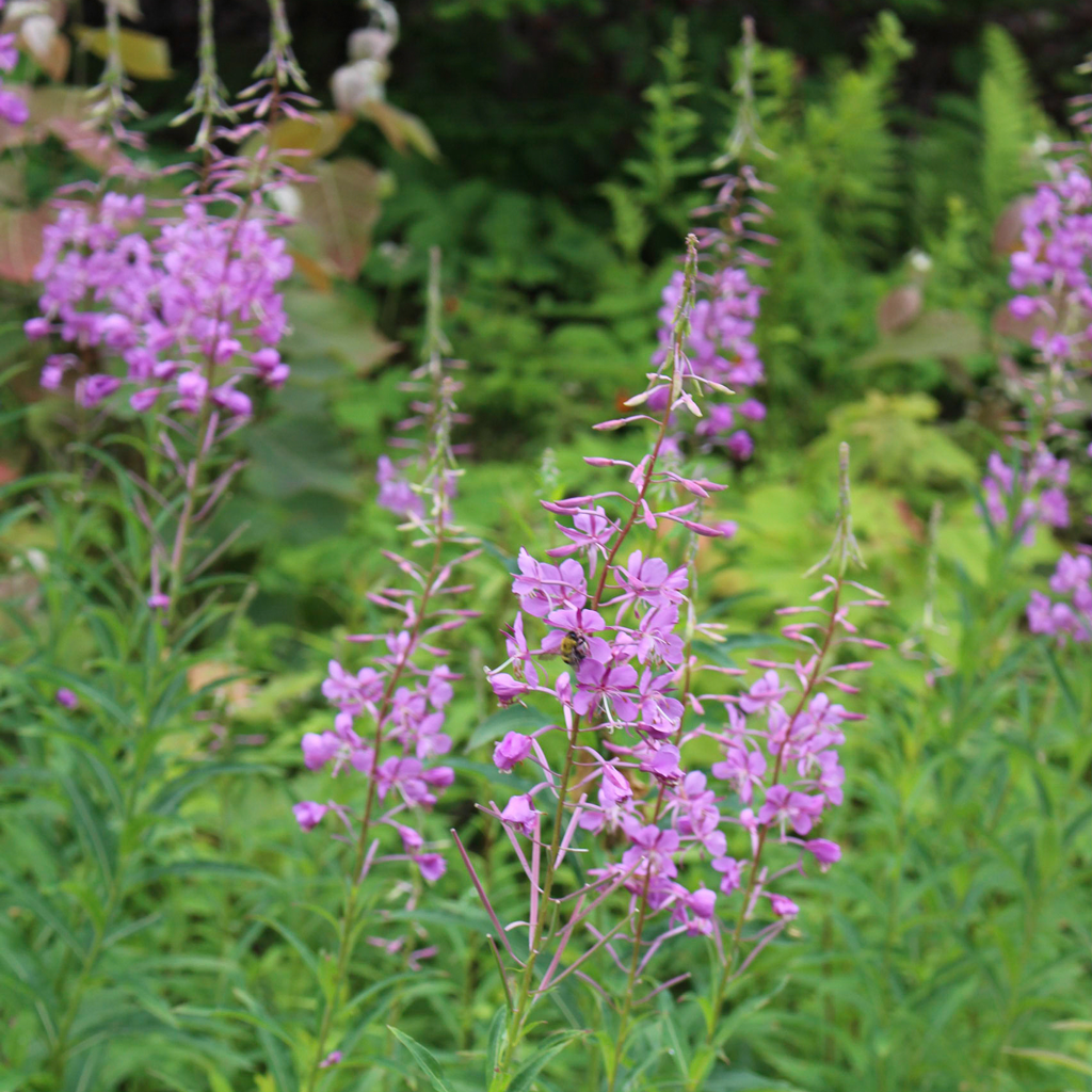 Fireweed (Chamerion angustifolium)