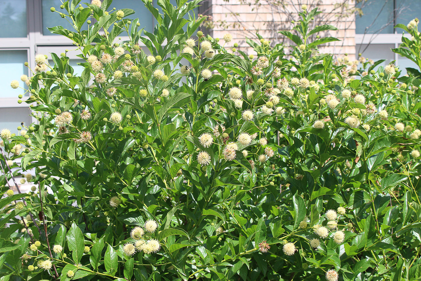 Buttonbush (Cephalanthus occidentalis) Plant