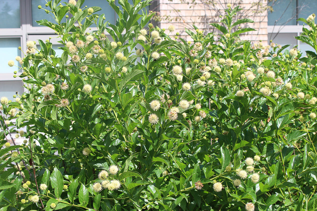 Button Bsh Buttonbush (Cephalanthus occidentalis) Seeds – Wild Seed Project