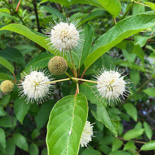 Buttonbush (Cephalanthus occidentalis) Plant