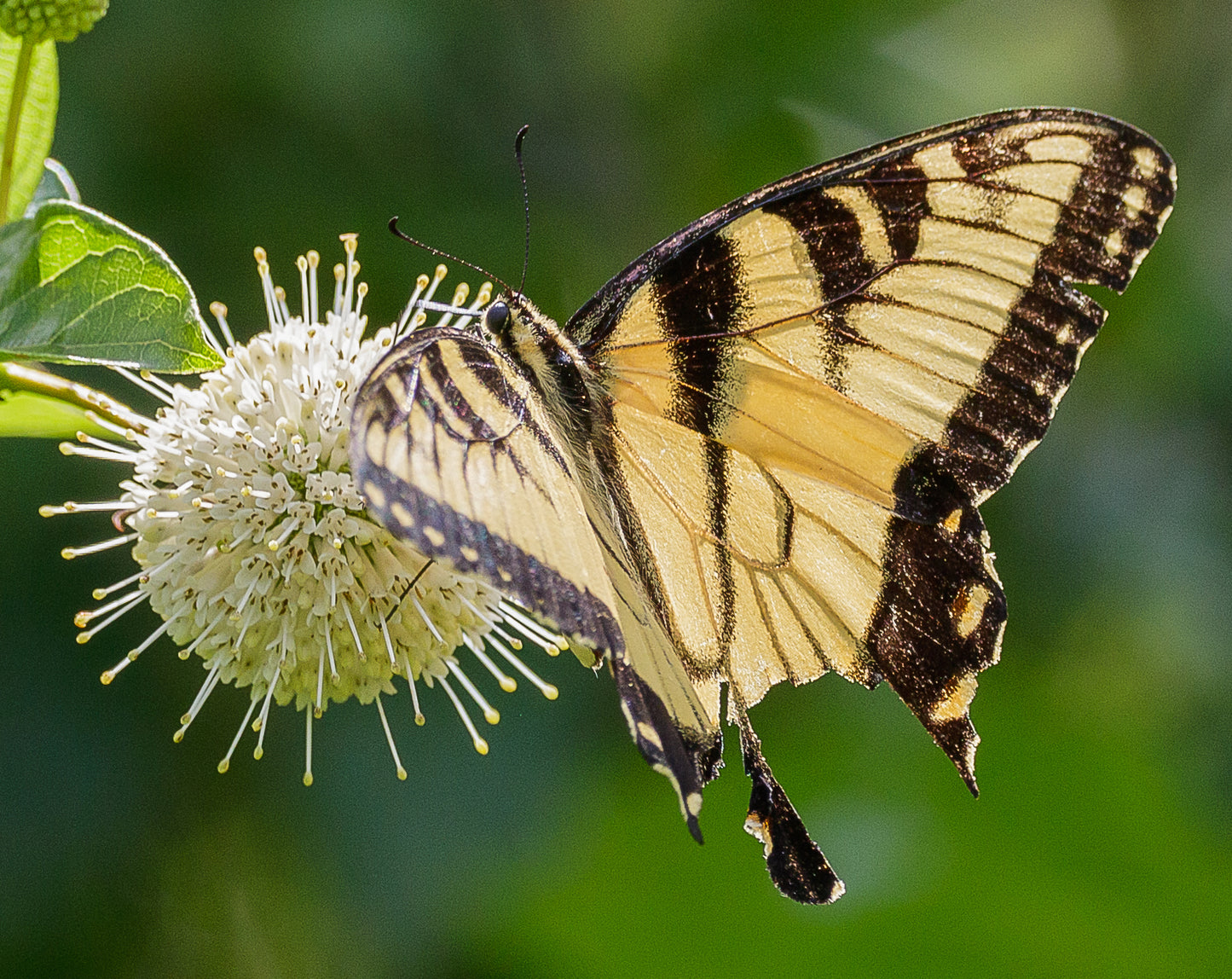 Buttonbush (Cephalanthus occidentalis) Plant