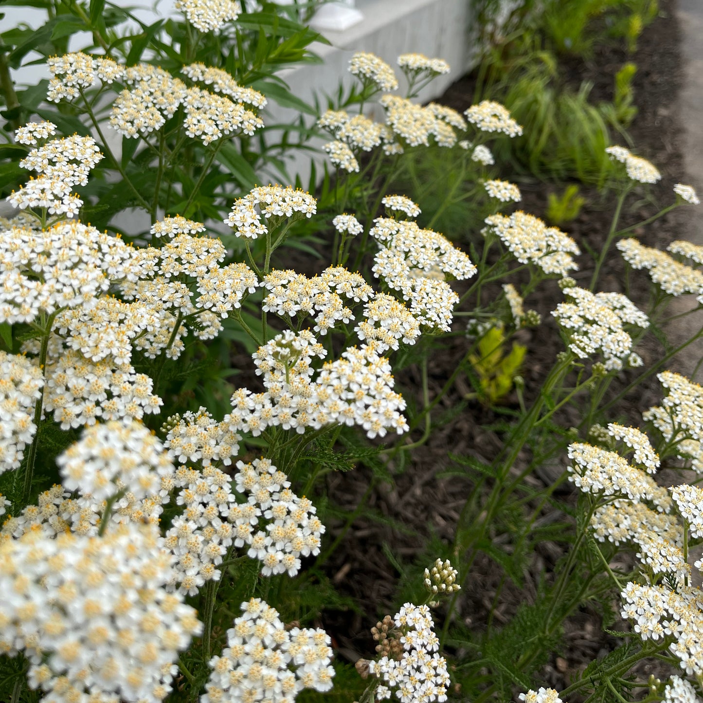 Yarrow (Achillea millefolium) Seeds