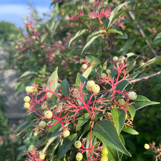 Dogwoods – Gray dogwood (Swida racemosa) Plants