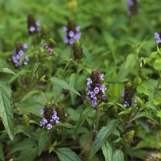 Heal-all (Prunella vulgaris ssp. lanceolata) Plants