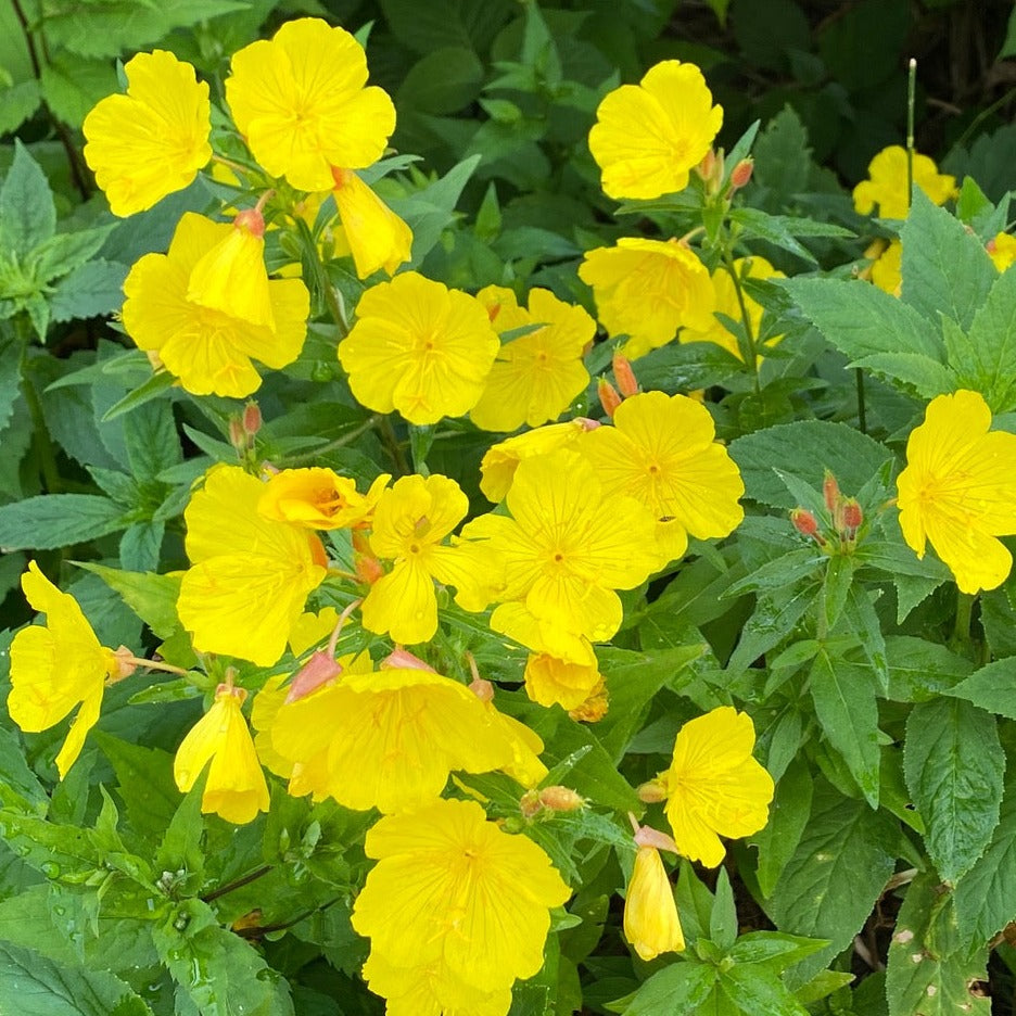 Prairie sundrop (Oenothera pilosella) Plants