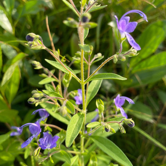 Blue curls (Trichostema dichotomum) Plants