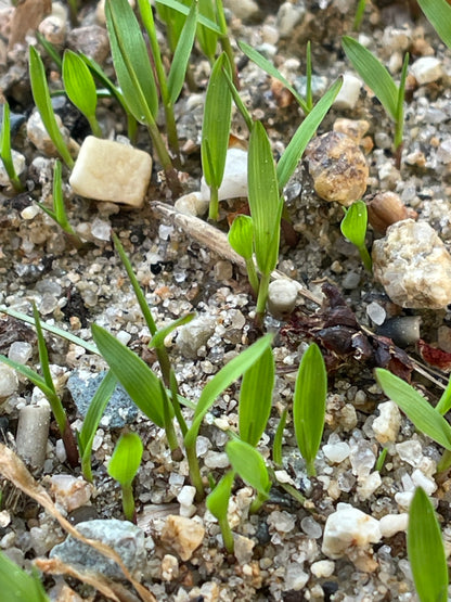 River oats (Chasmanthium latifolium) Seeds