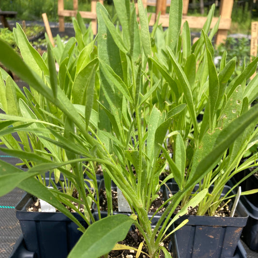 Coreopsis – Lanceleaved coreopsis (Coreopsis lanceolata) Plants