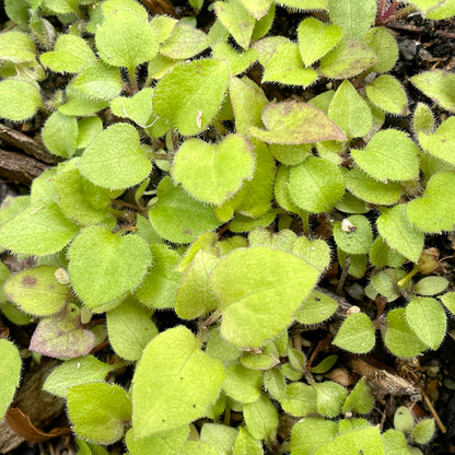 Asters — Large-leaved wood aster (Eurybia macrophylla) Seeds