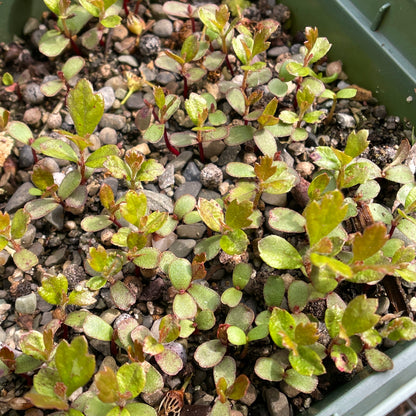 Small bayberry (Morella caroliniensis) Seeds