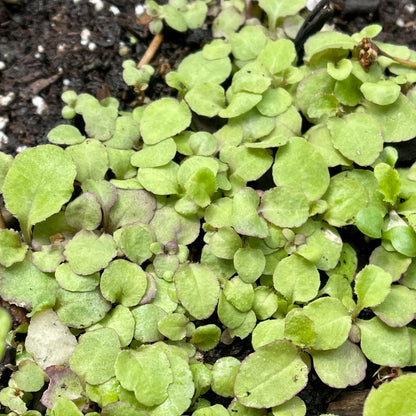 Blue lobelia (Lobelia siphilitica) Seeds