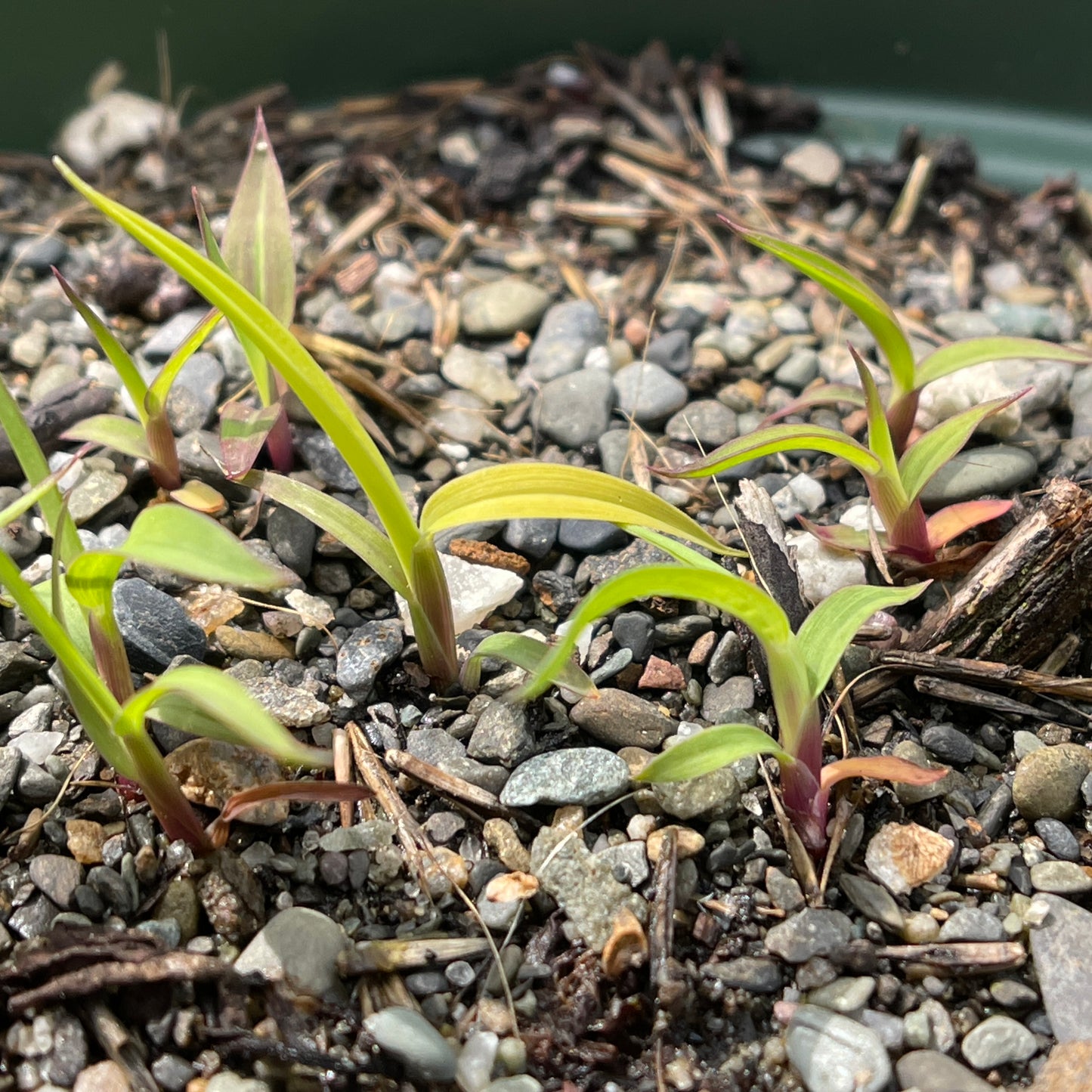 Little bluestem (Schizachyrium scoparium) Seeds