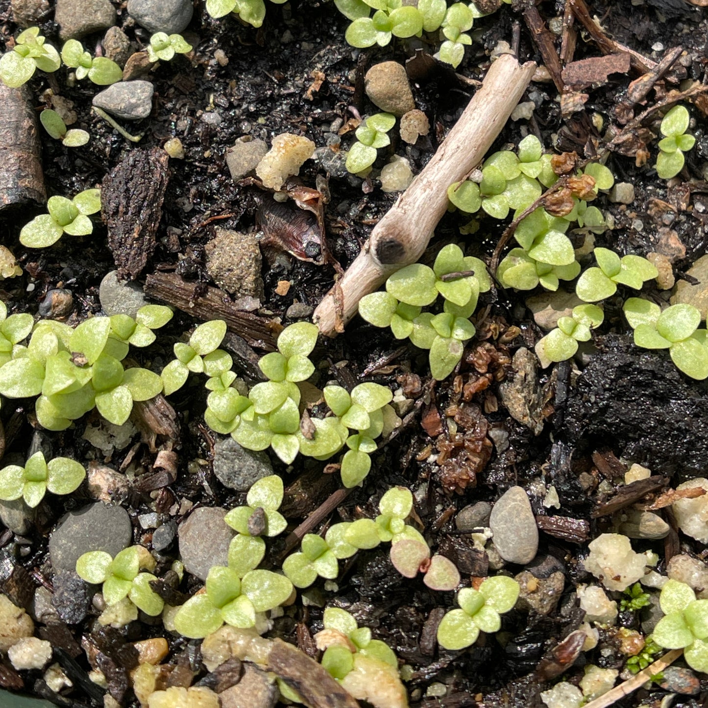 Closed gentian; meadow bottle gentian (Gentiana clausa) Seeds
