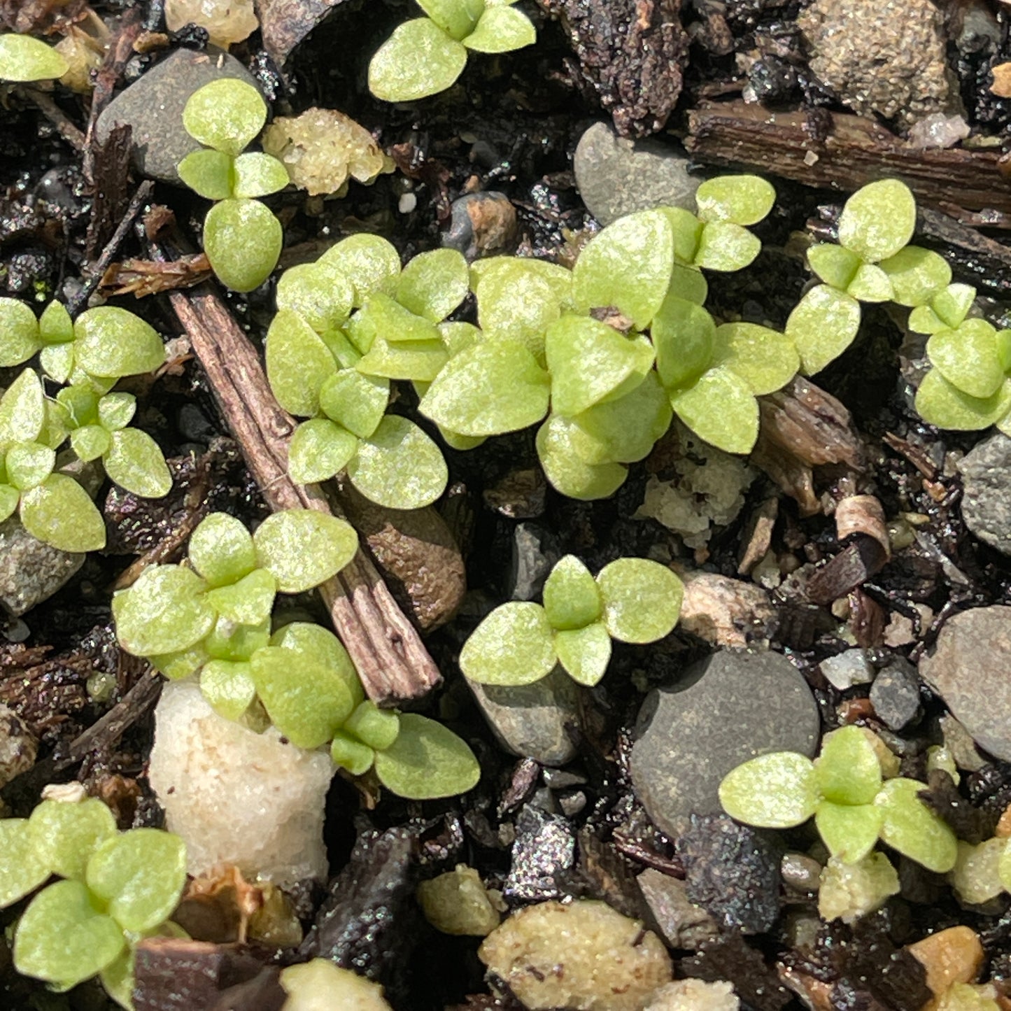 Closed gentian; meadow bottle gentian (Gentiana clausa) Seeds