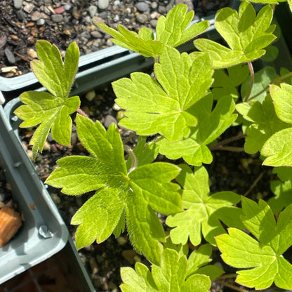 Cranesbill geranium (Geranium maculatum) Seeds