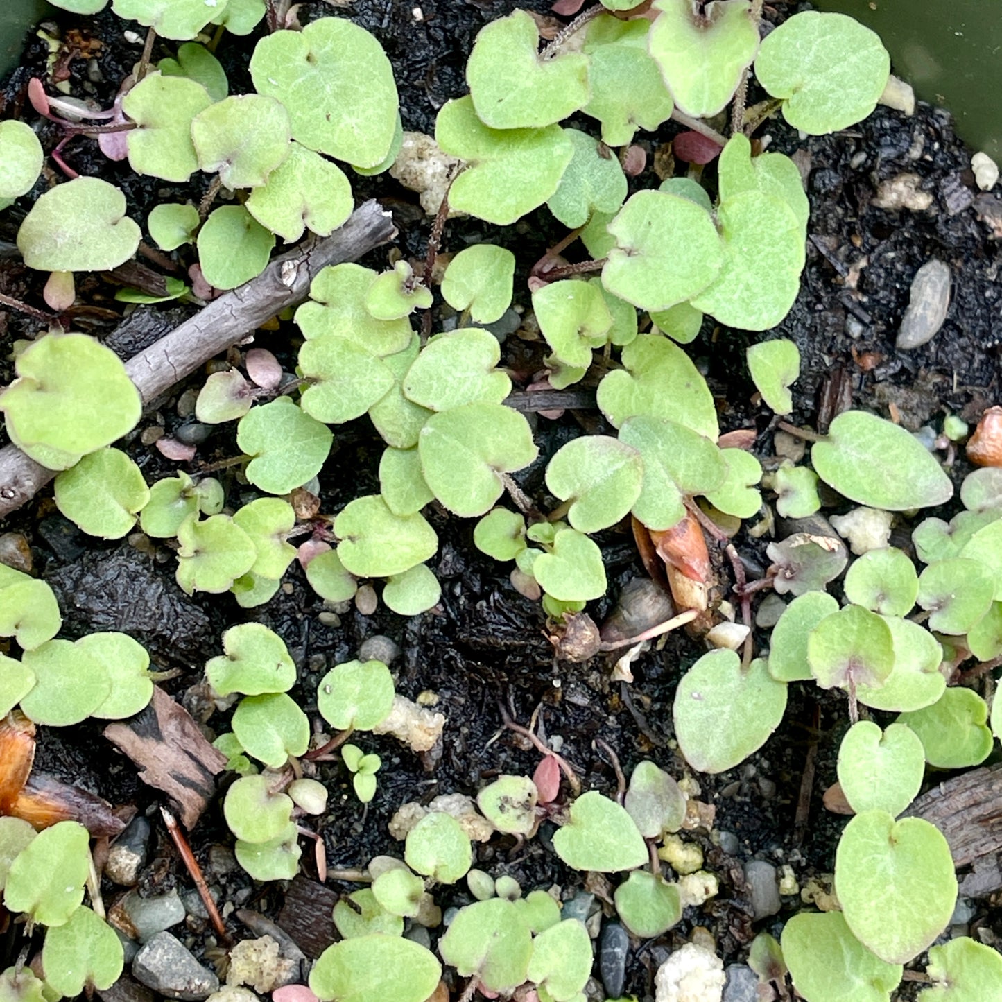 Bellflowers — Scotch bellflower (Campanula rotundifolia) Seeds