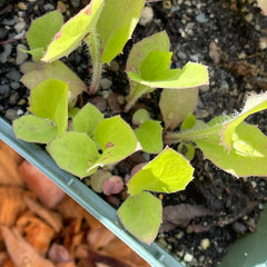 Wild lettuce (Lactuca canadensis) Seeds