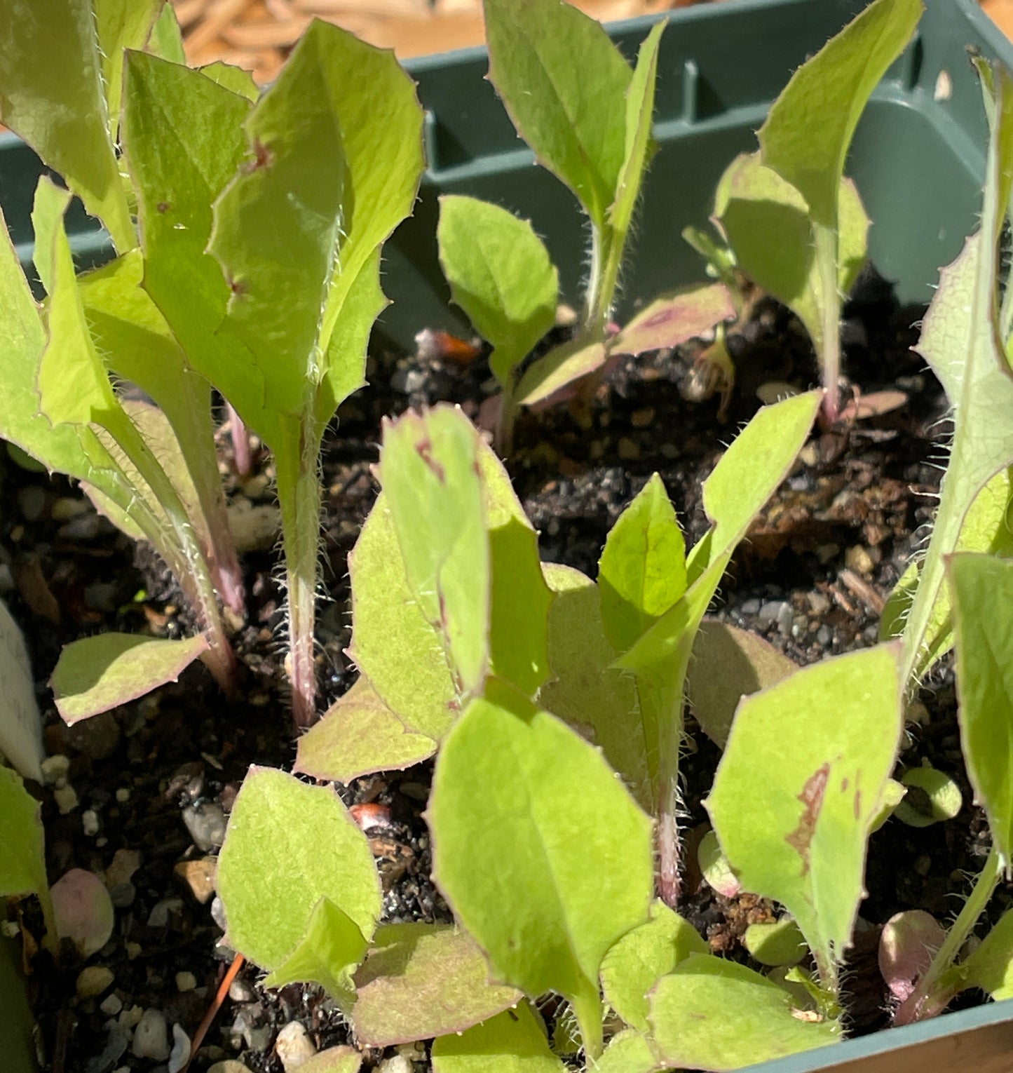 Wild lettuce (Lactuca canadensis) Seeds
