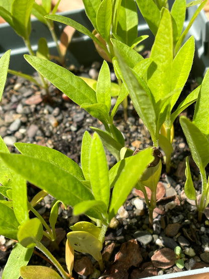 Milkweeds — Common milkweed (Asclepias syriaca) Seeds