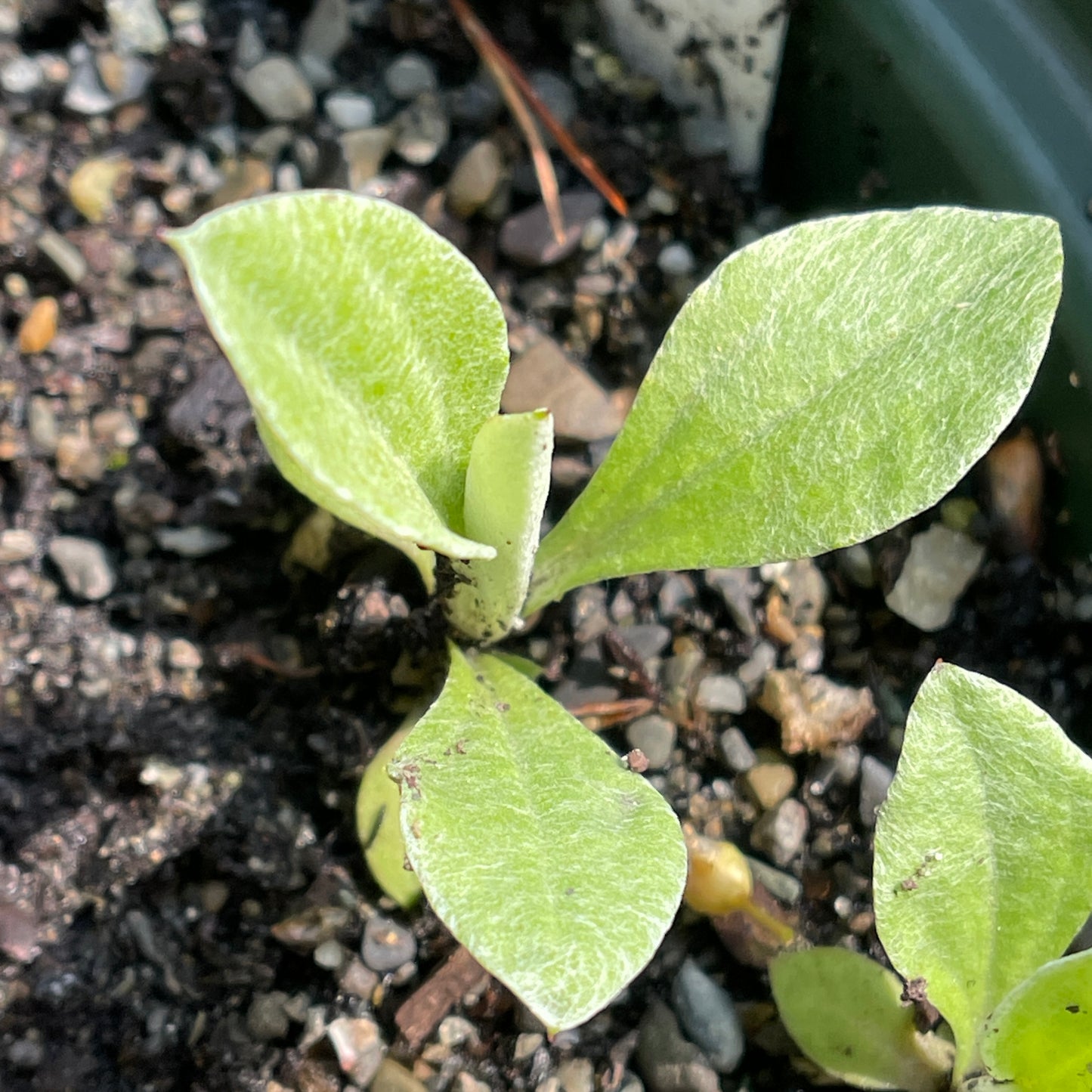 Plantain-leaved pussytoes (Antennaria plantaginifolia) Seeds