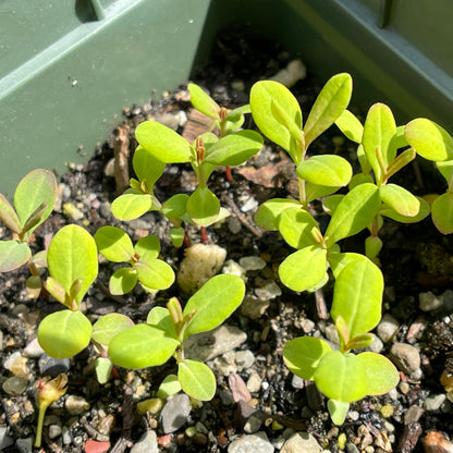 Shrubby St. John’s wort (Hypericum prolificum) Seeds