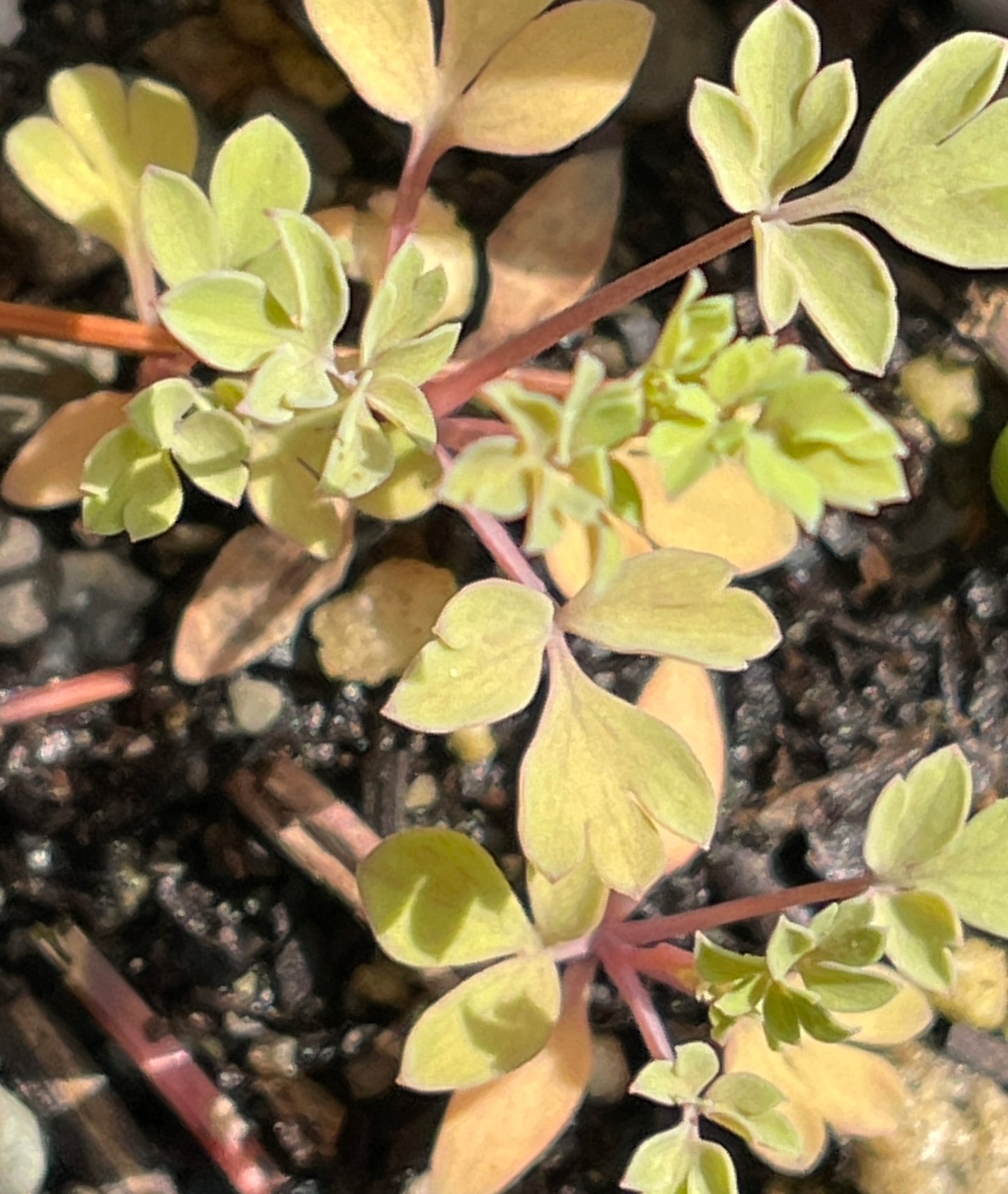 Pink-corydalis (Capnoides sempervirens) Seeds