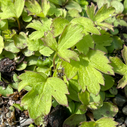 Tall anemone (Anemone virginiana) Seeds