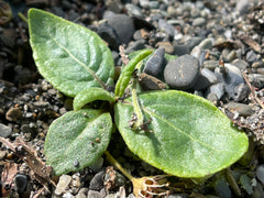 New York ironweed (Vernonia noveboracensis) Seeds